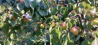 시골사는앙띠(서보한님의 자유주제 · 사진전 작성글 사진