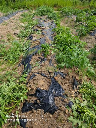 방완영님의 농사, 무엇이든 물어보세요! · 참여글 작성글 사진