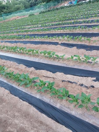 정금천님의 자유주제 · 자유게시판 작성글 사진