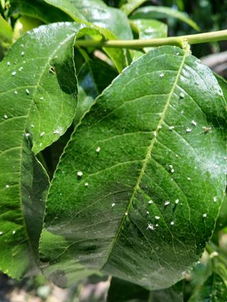 호박16023님의 복숭아 · 병해충상담 작성글 사진