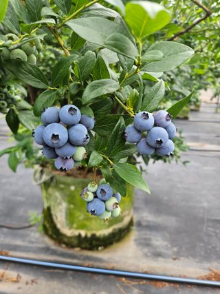 제주 지안이네농장님의 자유주제 · 자유게시판 작성글 사진