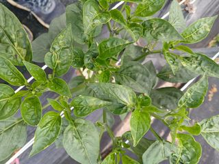 할아버지초보농사꾼님의 농사, 무엇이든 물어보세요! · 참여글 작성글 사진