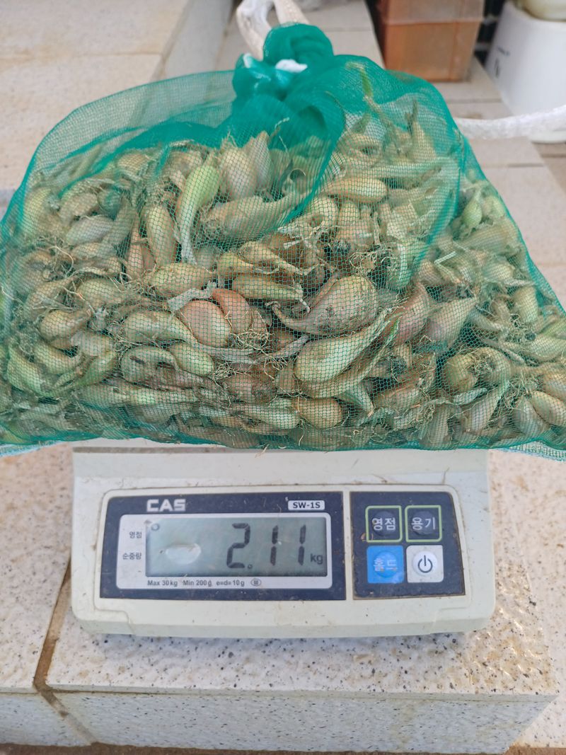 삼성농산님의 장터 판매 상품 [돼지파 (마감)] 첨부 사진