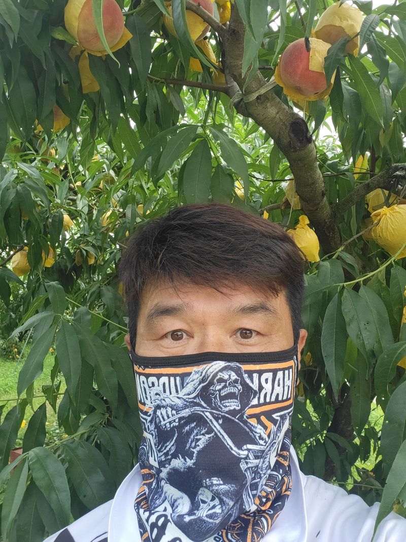 최홍선님의 장터 판매 상품 [복숭아2kg] 첨부 사진