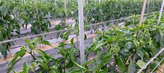 사과9481님의 농사, 무엇이든 물어보세요! · 참여글 작성글 사진