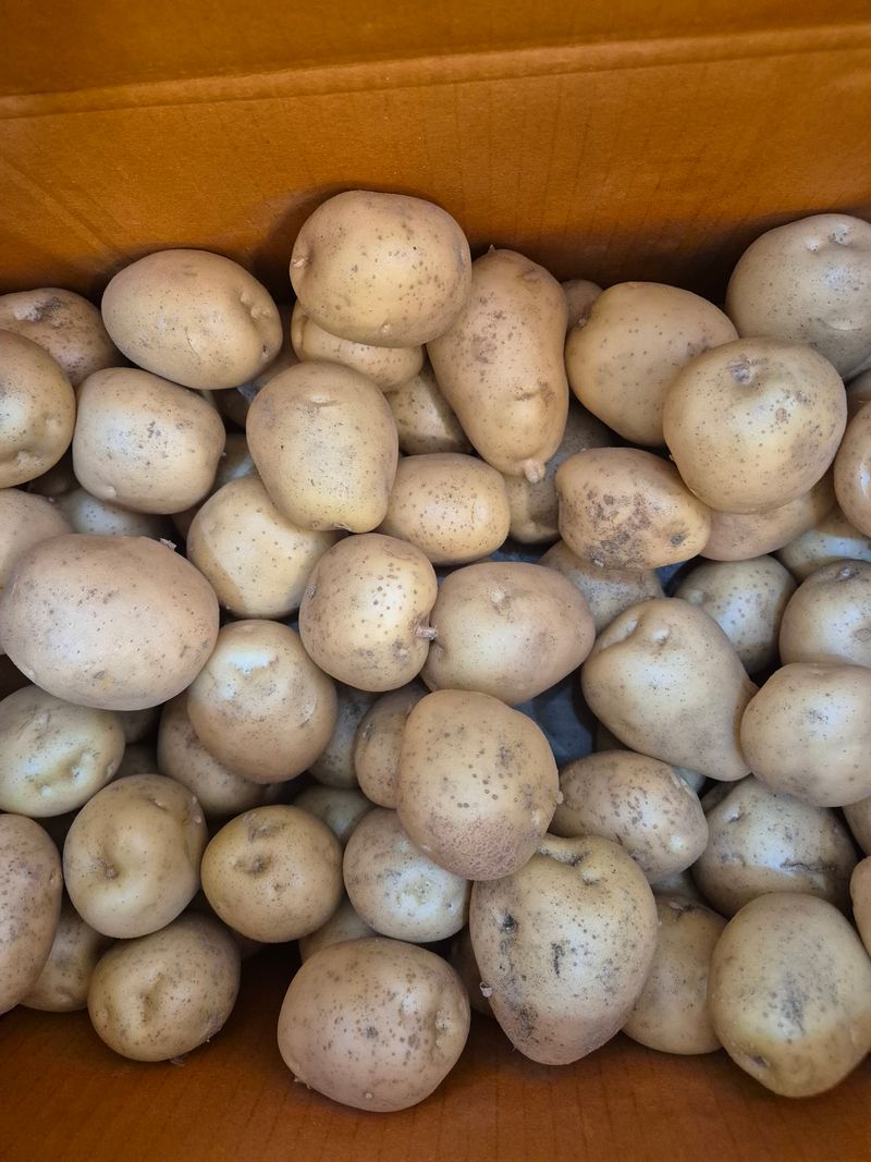 장터 상품 [두백 감자10kg] 썸네일