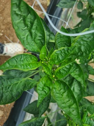 원인호님의 자유주제 · 자유게시판 작성글 사진