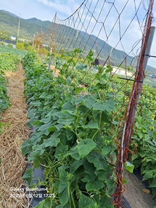 (복조리농장)김찬두님의 농사, 무엇이든 물어보세요! · 참여글 작성글 사진