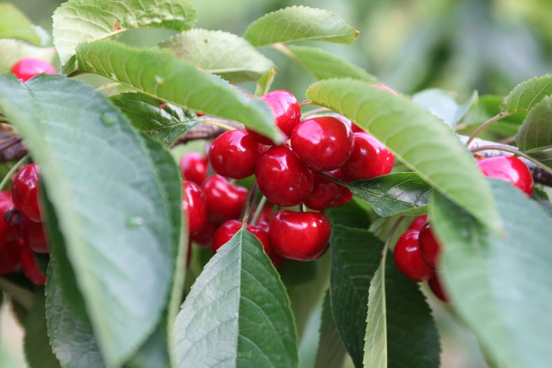 장터 상품 [체리(흑자색) 1kg] 썸네일