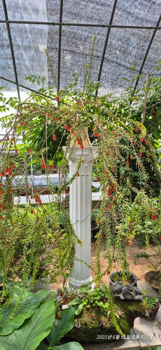 달맛햇복숭아농원님의 자유주제 · 사진전 작성글 사진