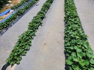 땅땅님의 들깨 · 자유게시판 작성글 사진