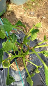 팜모닝 농사, 무엇이든 물어보세요!·참여글 게시글 이미지