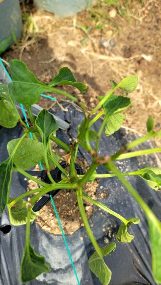 퍼스트파님의 농사, 무엇이든 물어보세요! · 참여글 작성글 사진