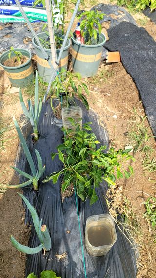 퍼스트파님의 농사, 무엇이든 물어보세요! · 참여글 작성글 사진