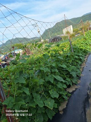 (복조리농장)김찬두님의 농사, 무엇이든 물어보세요! · 참여글 작성글 사진