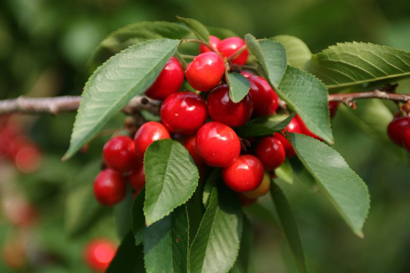 이중재님의 장터 판매 상품 [체리(흑자색) 1kg] 첨부 사진