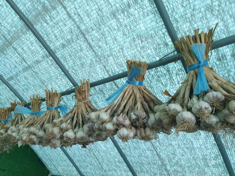 미스터농부님의 장터 판매 상품 [마늘 1접, 양파10kg, 쪽파종자 1kg] 첨부 사진