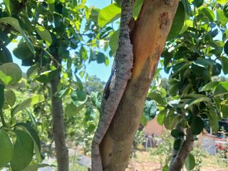 금동이네님의 자유주제 · 자유게시판 작성글 사진