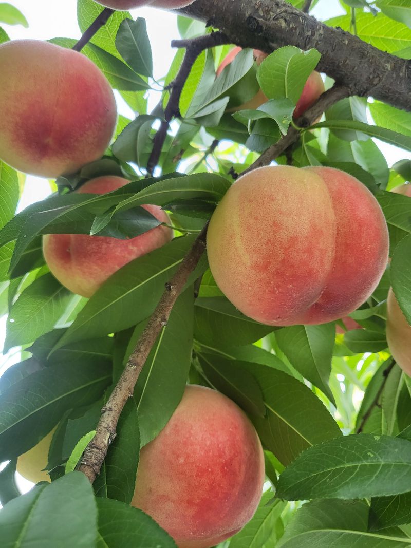최홍선님의 장터 판매 상품 [복숭아2kg] 첨부 사진