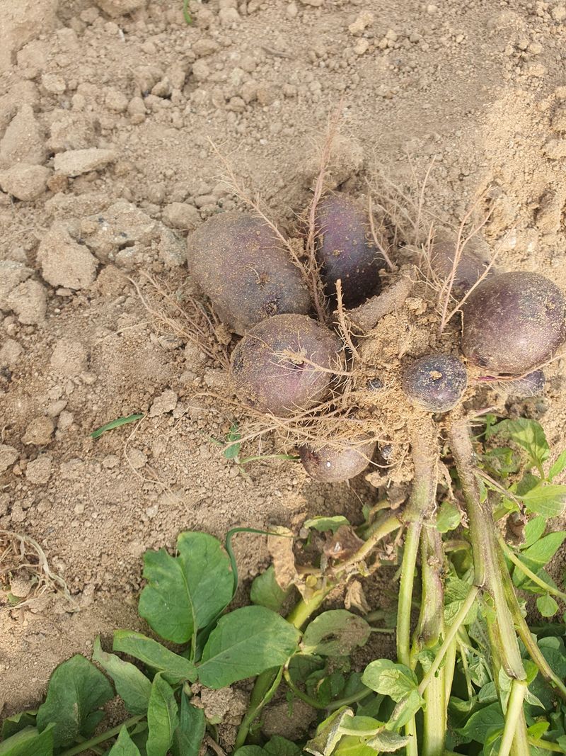 유승열님의 장터 판매 상품 [자색감자5kg 택배비5000원별도] 첨부 사진