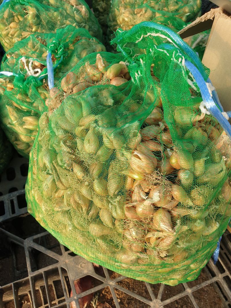 미스터농부님의 장터 판매 상품 [마늘 1접, 양파10kg, 쪽파종자 1kg] 첨부 사진