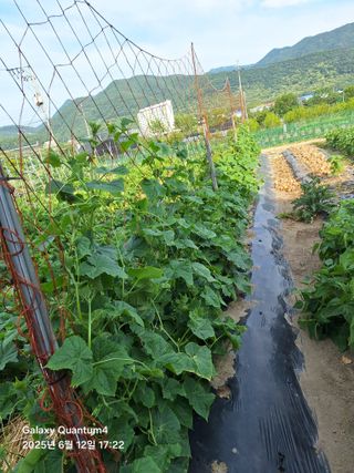 (복조리농장)김찬두님의 농사, 무엇이든 물어보세요! · 참여글 작성글 사진