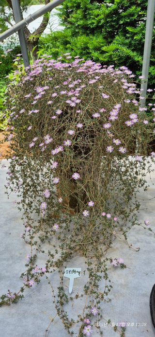 달맛햇복숭아농원님의 자유주제 · 사진전 작성글 사진