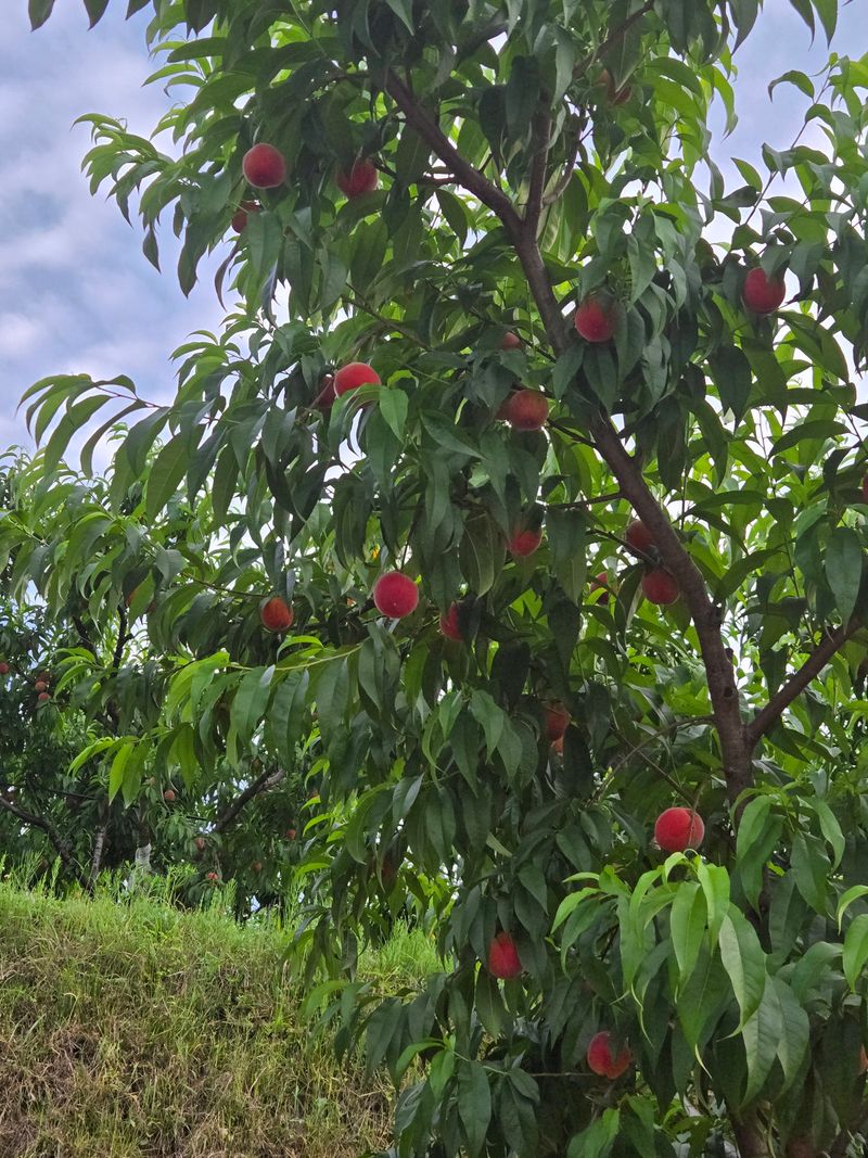 장터 상품 [복숭아2kg] 썸네일