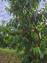 팜모닝 · 게시글 이미지