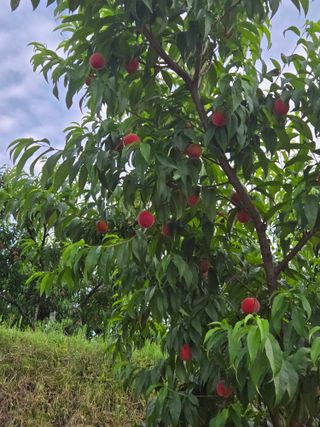 최홍선님의 작성글 사진
