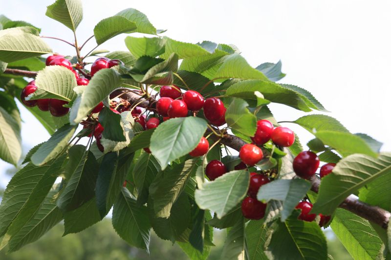 이중재님의 장터 판매 상품 [체리(흑자색) 1kg] 첨부 사진