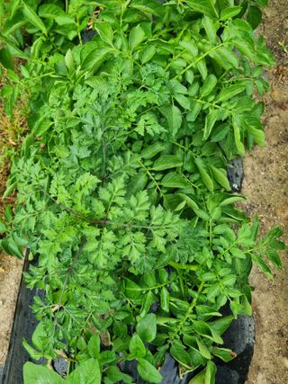 안평식님의 자유주제 · 자유게시판 작성글 사진