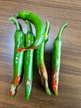 팜모닝 고추·병해충상담 게시글 이미지