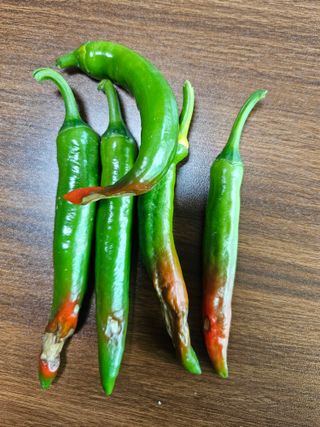 김두영님의 고추 · 병해충상담 작성글 사진