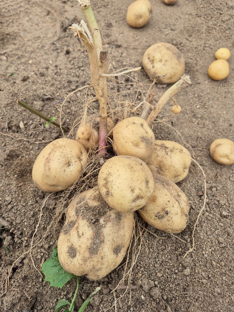 김연숙님의 장터 판매 상품 [두백 감자10kg] 첨부 사진