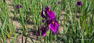 달맛햇복숭아농원님의 자유주제 · 사진전 작성글 사진