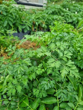 안평식님의 자유주제 · 자유게시판 작성글 사진