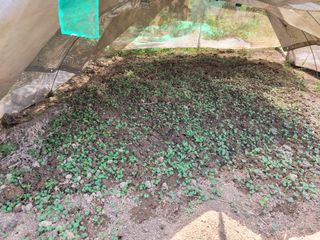 땅땅님의 들깨 · 자유게시판 작성글 사진