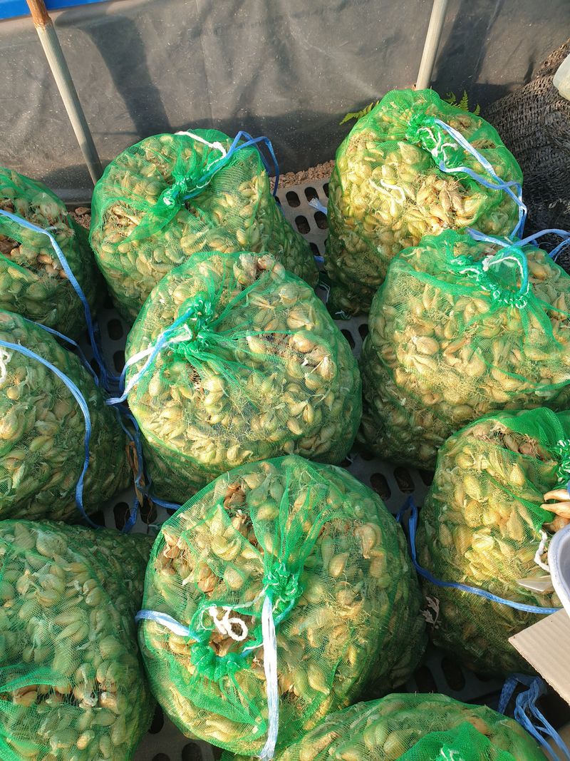 미스터농부님의 장터 판매 상품 [마늘 1접, 양파10kg, 쪽파종자 1kg] 첨부 사진