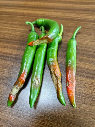 김두영님의 고추 · 병해충상담 작성글 사진