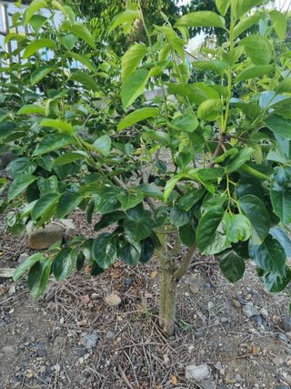 김용대님의 자유주제 · 자유게시판 작성글 사진