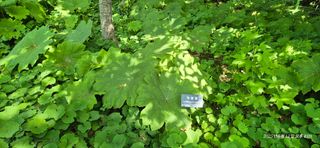 달맛햇복숭아농원님의 자유주제 · 사진전 작성글 사진