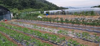 주말농장 11463님의 농사, 무엇이든 물어보세요! · 참여글 작성글 사진