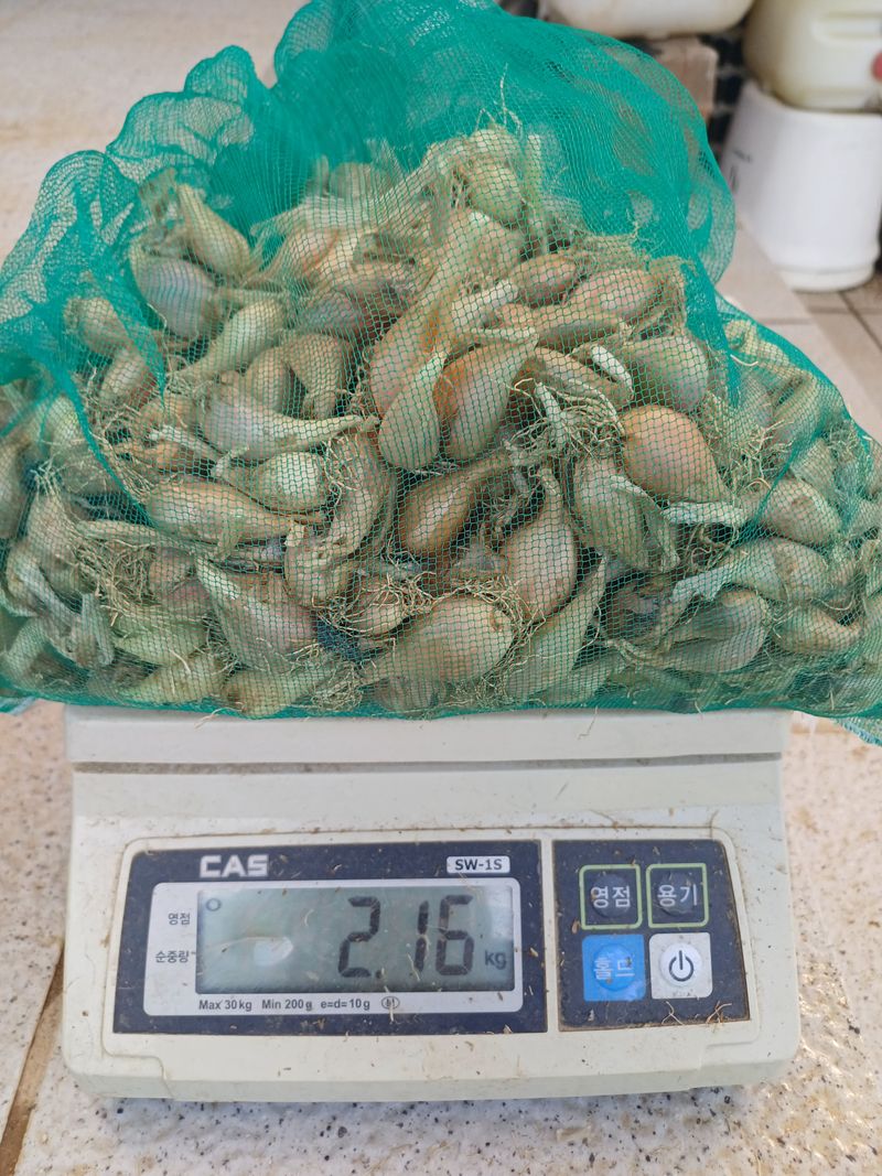 삼성농산님의 장터 판매 상품 [돼지파 (마감)] 첨부 사진