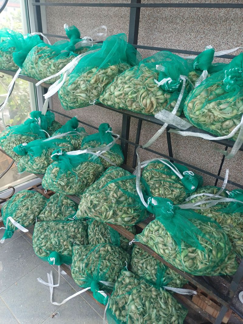 삼성농산님의 장터 판매 상품 [돼지파 (마감)] 첨부 사진