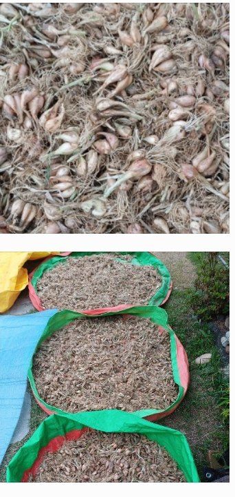 삼성농산님의 장터 판매 상품 [돼지파 (마감)] 첨부 사진