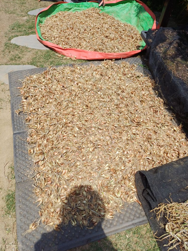 삼성농산님의 장터 판매 상품 [돼지파 (마감)] 첨부 사진