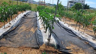 진요복님의 자유주제 · 자유게시판 작성글 사진