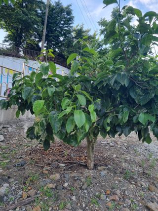 김용대님의 자유주제 · 자유게시판 작성글 사진