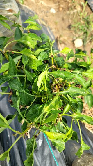 퍼스트파님의 농사, 무엇이든 물어보세요! · 참여글 작성글 사진